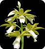 Phaius tankervilleae alba